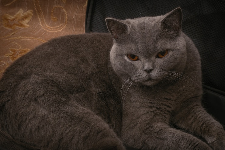 Foto gatto british shorthair che riposa in una custodia per laptop