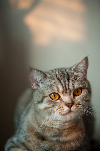 Gatto British Shorthair con occhi gialli sdraiato sul tavolo.