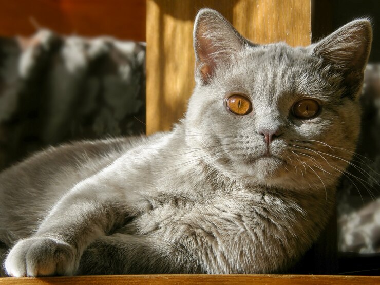 Foto gatto british shorthair lilla