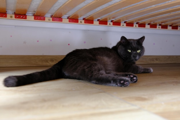 Gatto British Shorthair seduto sotto un letto nel periodo dell'accoppiamento