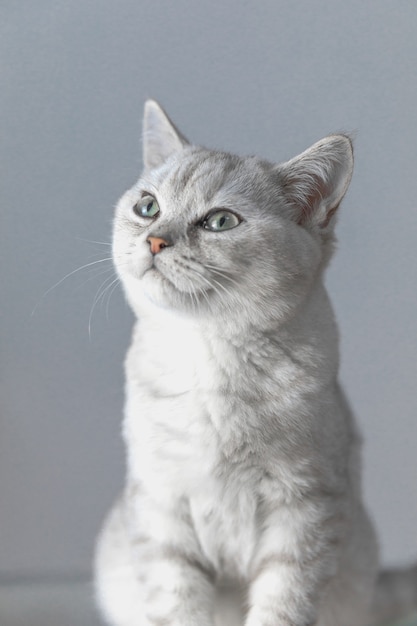 Gatto British Shorthair