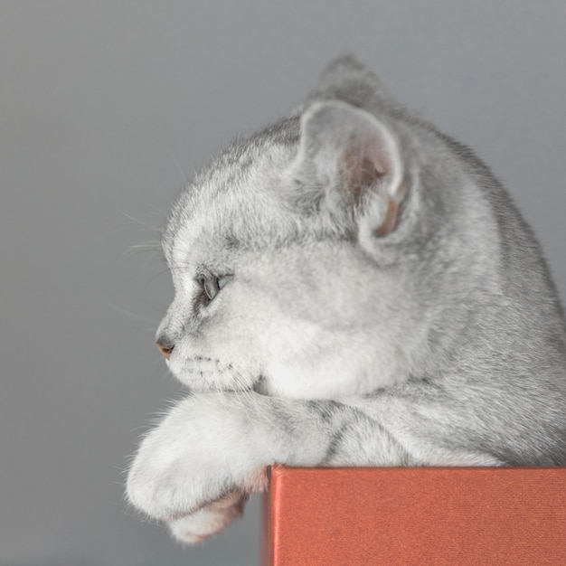 Gatto British Shorthair