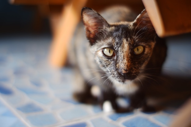 Gatto calico così carino. sfocato, soft focus, motion blur.