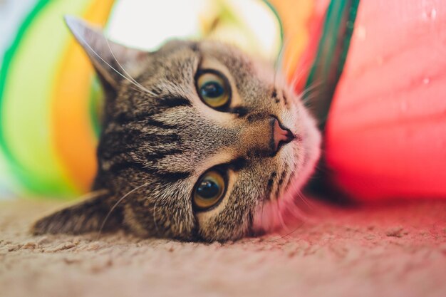 Gatto calico incorniciato e allerta nel giocattolo del tunnel per gatti