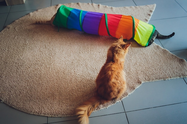 Gatto calico incorniciato e vigile nel giocattolo del tunnel per gatti.