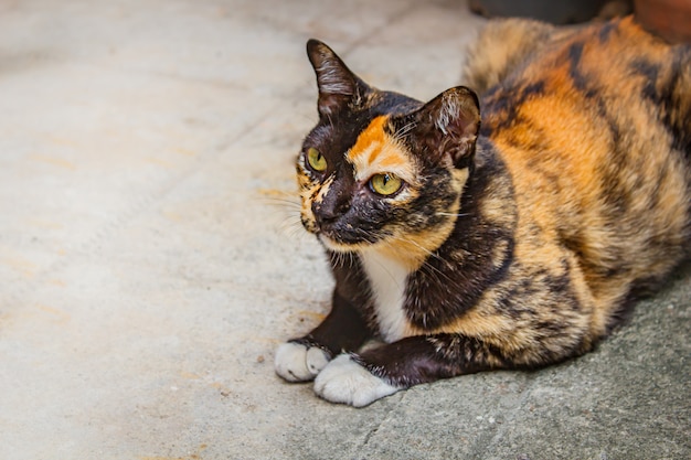 Gatto calico seduto sul pavimento di cemento, gatto Mikeneko.