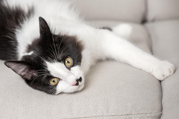 Gatto calmo sdraiato sul divano in soggiorno