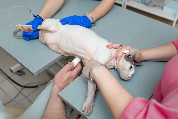 Gatto calvo di ricerca ecografica veterinaria in clinica per animali domestici