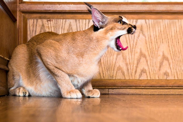 Gatto caracal