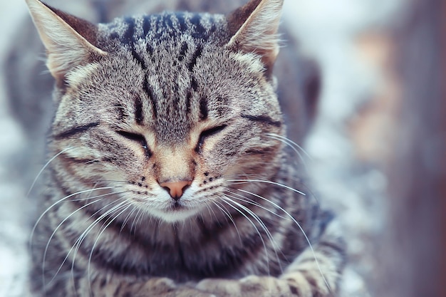 gatto carino, animale domestico soffice e felice, concetto di amore per la cura