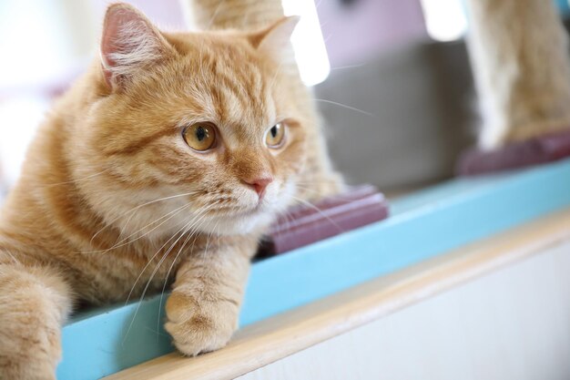 Gatto carino che sembra rilassarsi