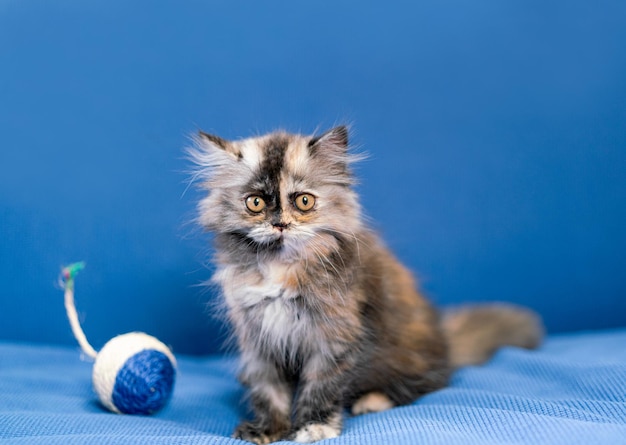 Gatto carino con una palla giocattolo su sfondo blu