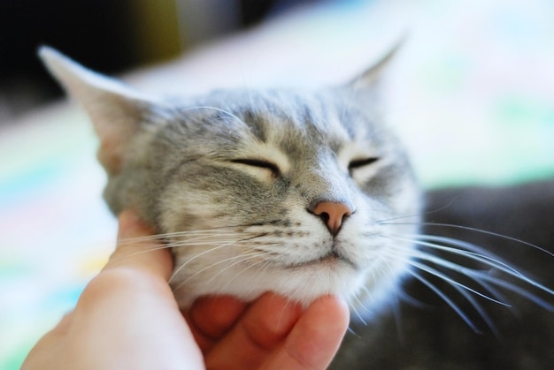 Gatto carino di bellezza con gli occhi chiusi e la mano umana