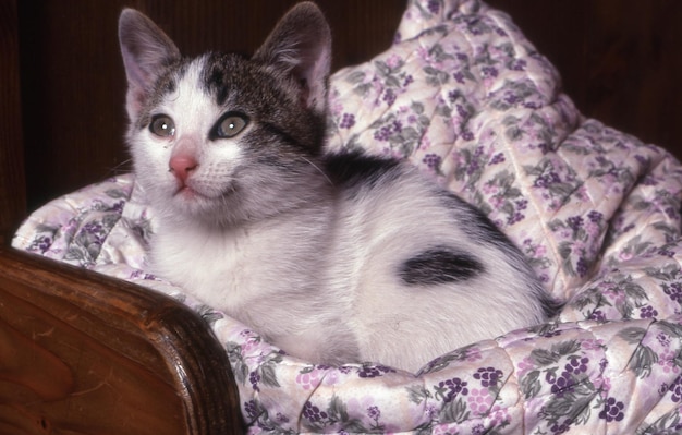 gatto carino sdraiato sul letto