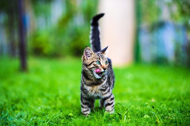 Gatto carino sull'erba verde