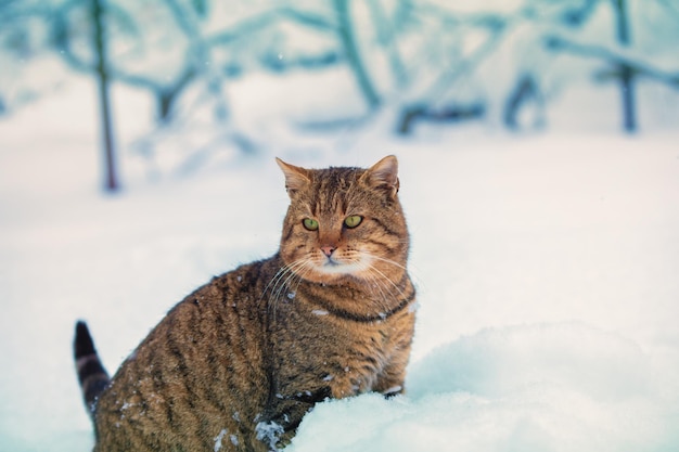 Gatto che cammina all'aperto nella neve profonda