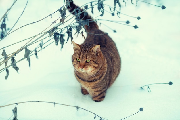Gatto che cammina nella neve