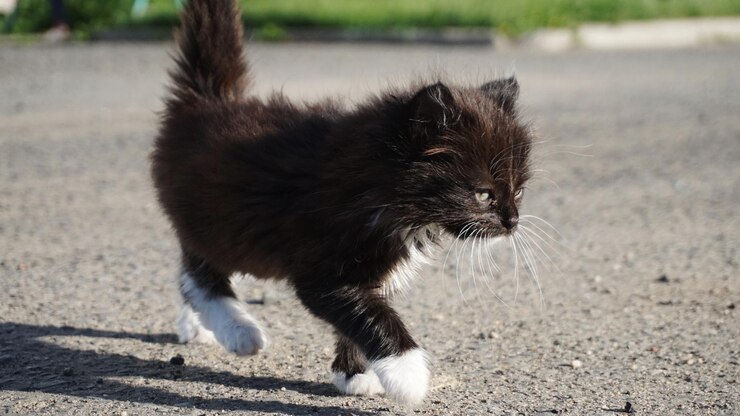 Foto gatto che cammina per strada