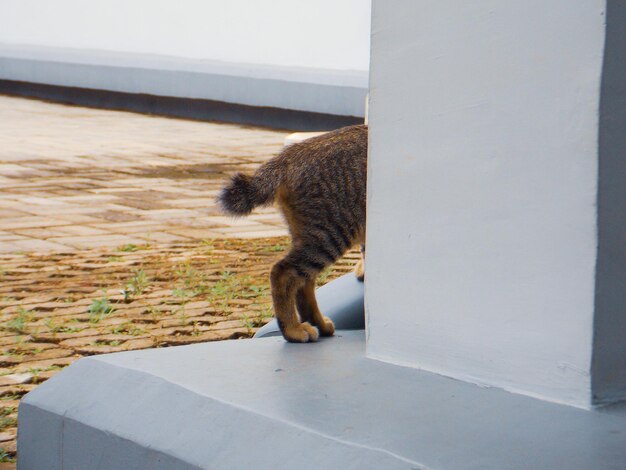 Gatto che cammina su un muro