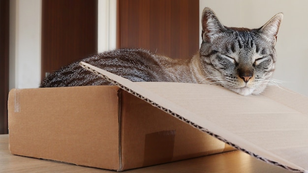 Gatto che dorme dentro una scatola di cartone su un tavolo di legno