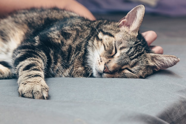 Gatto che dorme in casa, animale domestico rilassato, momento di relax