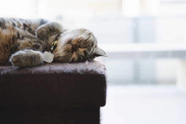 Gatto che dorme in casa. Gatto pigro e rilassato