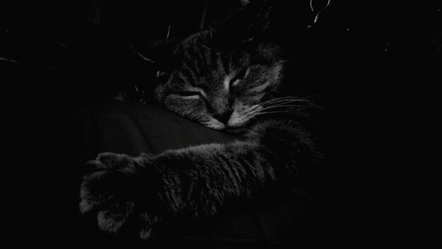 Gatto che dorme nella camera oscura