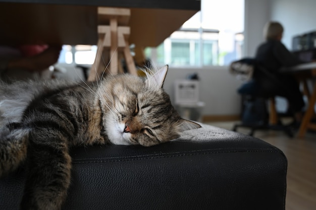 Gatto che dorme sul comodo divano nel soggiorno.