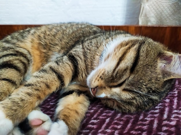 Gatto che dorme sul plaid dentro casa