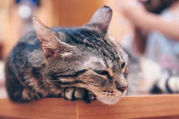 Gatto che dorme sul tavolo, animale domestico molto comodo che riposa a casa, amico fedele, animale domestico rilassato.