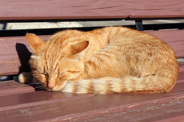 Gatto che dorme sulla panca in legno