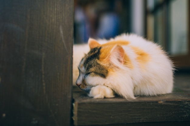 gatto che dorme sulla scala