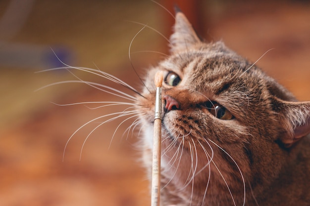 Gatto che gioca con il pennello