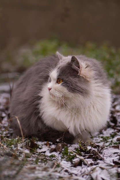 Gatto che gioca e che cammina nella neve in inverno Gatto lanuginoso rannicchiato con la neve che cammina lungo la strada innevata
