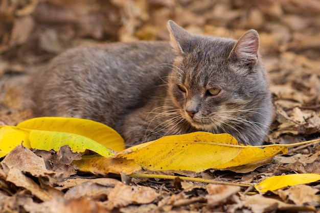 Gatto che gioca in autunno con fogliame Gattino in foglie colorate sulla natura