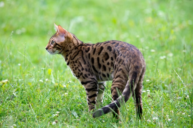 Gatto che gioca nel giardino