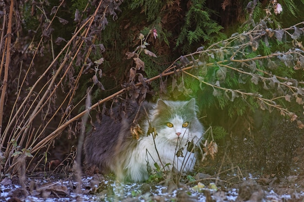 Gatto che gioca nella neve Ritratto di gatto all'aperto in inverno