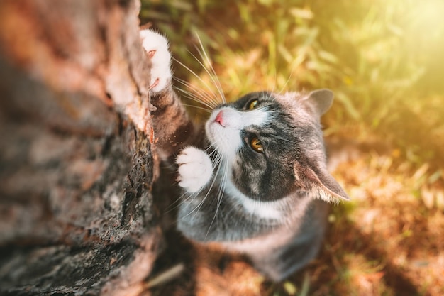 Gatto che graffia l'albero all'aperto Il gatto affila i suoi artigli su un tronco d'albero in natura