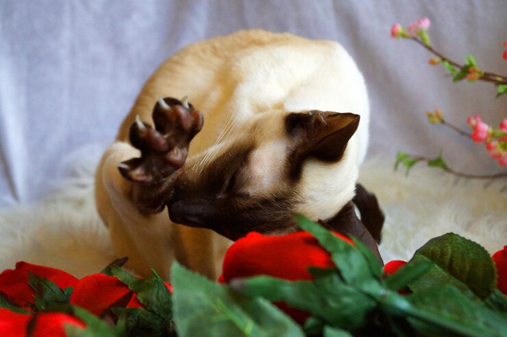 Foto gatto che guarda da un'altra parte