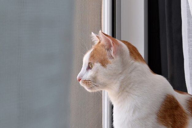 Gatto che guarda fuori dalla finestra