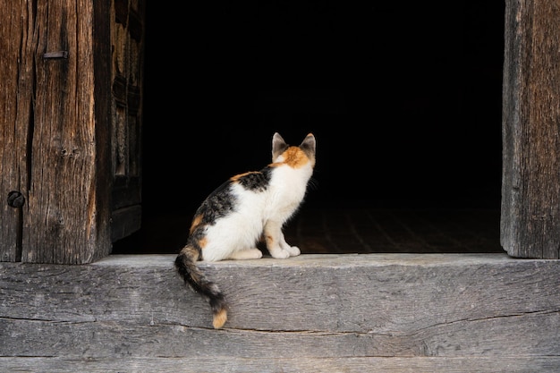 Gatto che guarda in una casa di legno