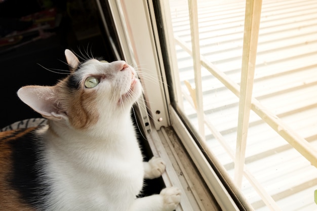 Gatto che guarda intensamente qualcosa fuori dalla finestra.