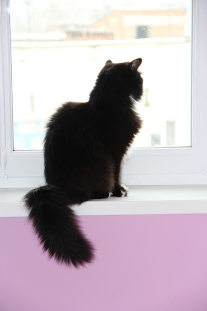 gatto che guarda la nevicata fuori dalla finestra Gatto domestico che guarda la neve che cade fuori dalla finestra