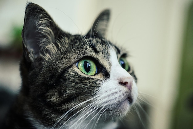 Gatto che guarda lontano sullo sfondo sfocato