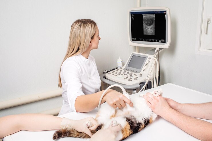 Gatto che ha un'ecografia nell'ufficio del veterinario