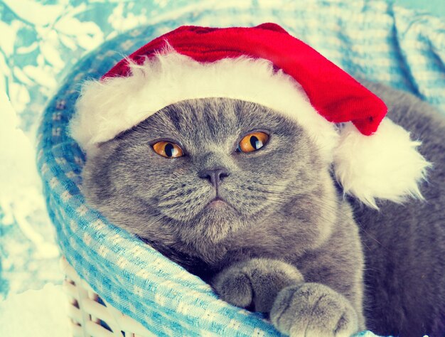 Gatto che indossa il cappello di Babbo Natale che sogna in un cestino