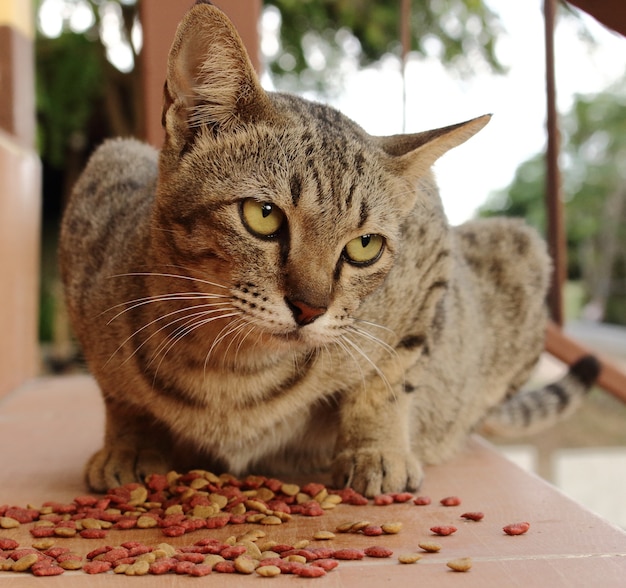 Gatto che mangia cibo sul pavimento e guarda intorno.