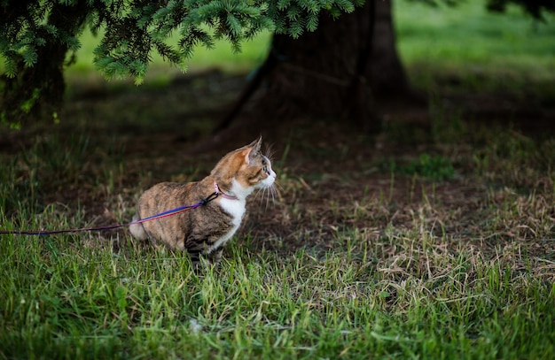 Gatto che mangia erba nel parco