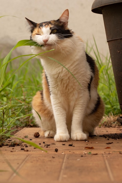 Gatto che mangia erba nuova nel giardino di casa. Gattino Tricolore nel giardino di casa.