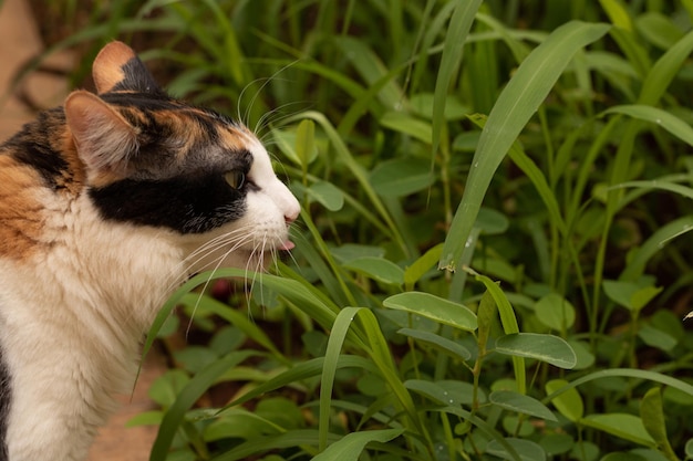 Gatto che mangia erba nuova nel giardino di casa. Gattino Tricolore nel giardino di casa.